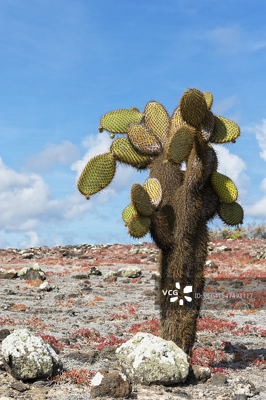 厄瓜多尔加拉帕戈斯群岛南广场的埃奇奥仙人掌图片素材