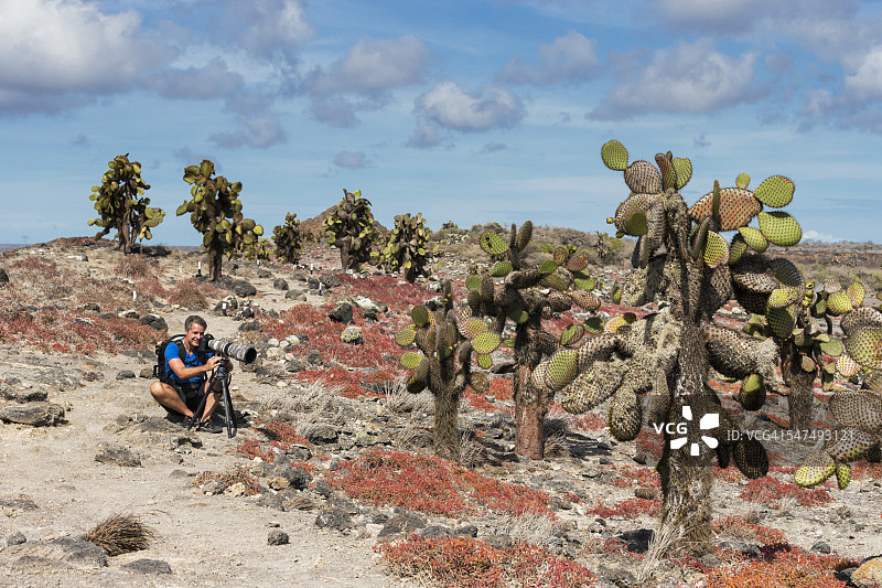 厄瓜多尔加拉帕戈斯群岛：南广场岛，男子拍摄 Opuntia echios图片素材