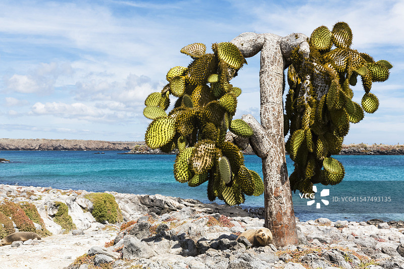 厄瓜多尔加拉帕戈斯群岛南广场，加拉帕戈斯海狮睡在 Opuntia echios 旁边图片素材