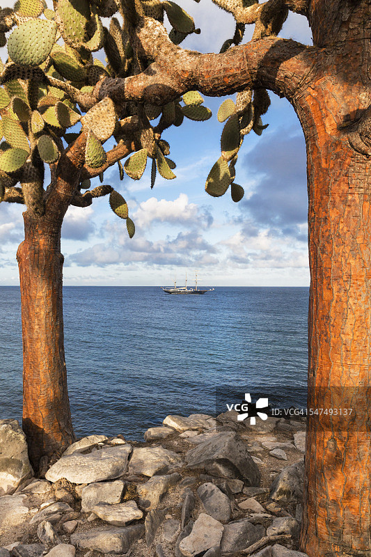 厄瓜多尔加拉帕戈斯群岛圣菲岛的仙人掌图片素材