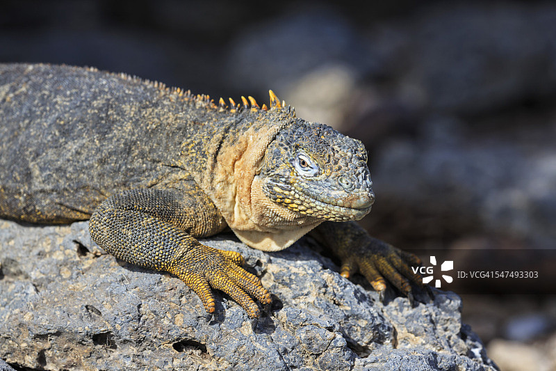 厄瓜多尔加拉帕戈斯群岛南广场岛加拉帕戈斯陆鬣蜥图片素材