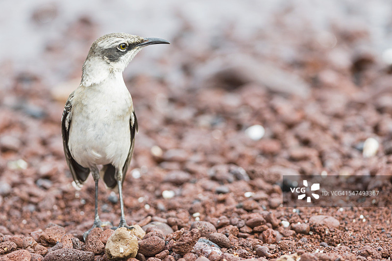 厄瓜多尔加拉帕戈斯群岛拉比达岛：加拉帕戈斯嘲鸫图片素材