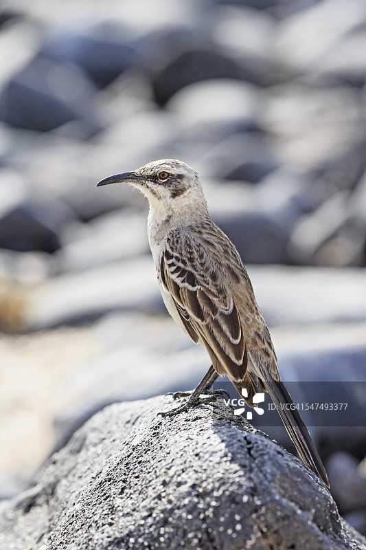 厄瓜多尔加拉帕戈斯群岛圣克鲁斯岛：加拉帕戈斯嘲鸫图片素材
