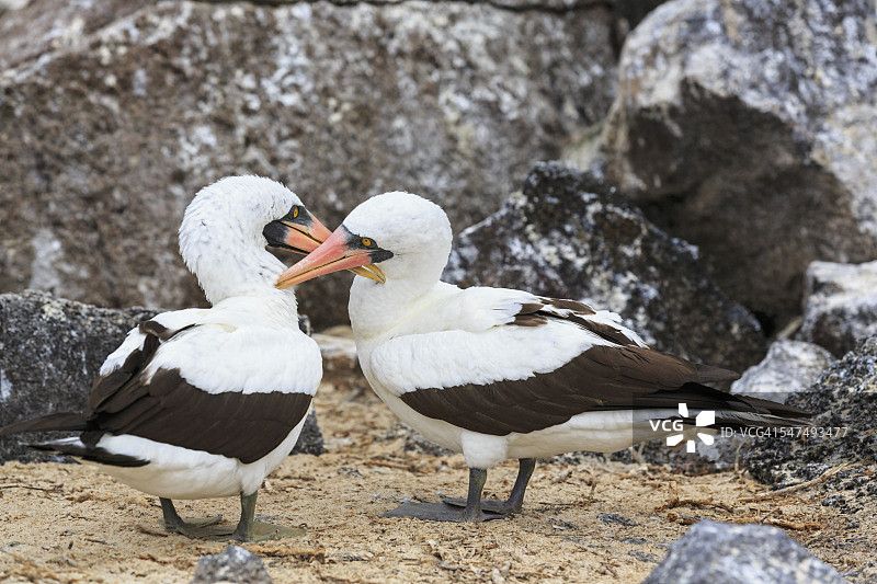 厄瓜多尔加拉帕戈斯群岛热诺韦萨岛达尔文湾纳斯卡鲣鸟图片素材