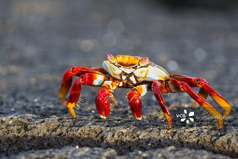厄瓜多尔加拉帕戈斯群岛费尔南迪纳岛红岩蟹图片素材