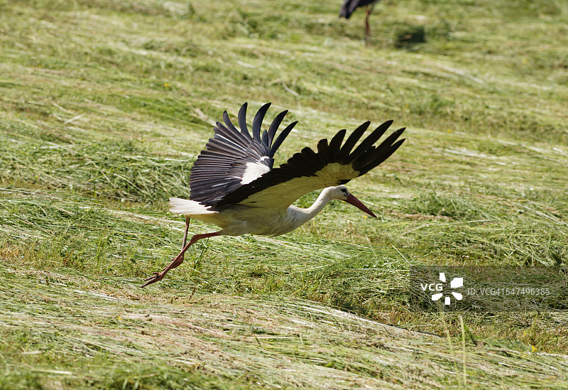 奥地利布尔根兰州田野上的白鹳图片素材