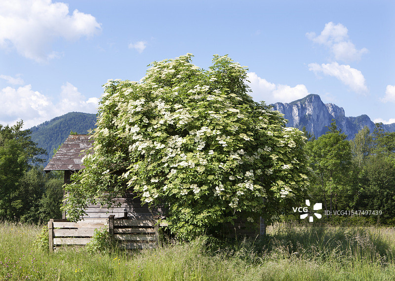 奥地利萨尔茨卡默古特蒙德湖盛开的接骨木灌木图片素材