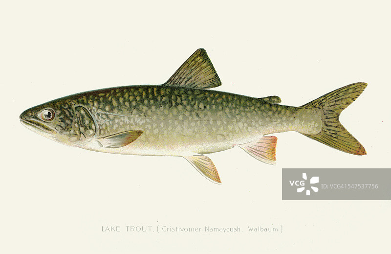 1896年湖鳟鱼插画图片素材