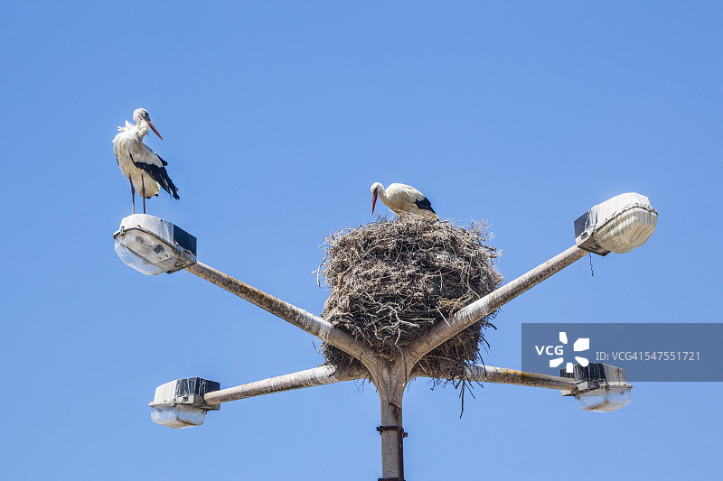 在法罗灯柱上筑巢的鹳图片素材