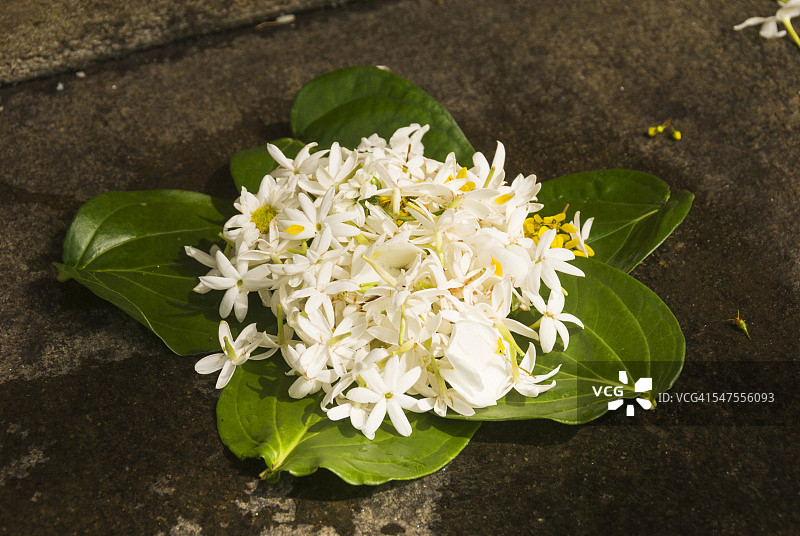 佛教鲜花供品图片素材