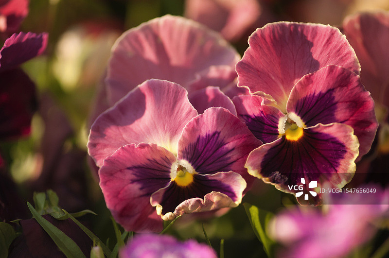 三色堇蝴蝶蜜桃色花朵图片素材