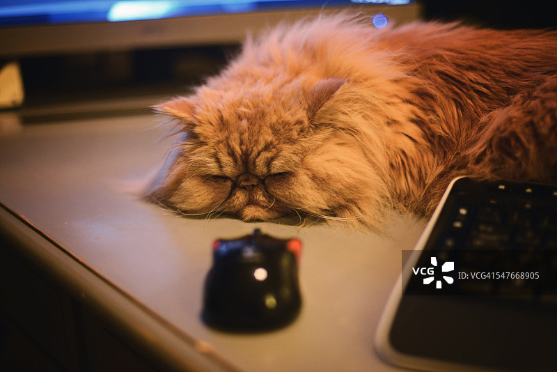 猫和老鼠图片素材