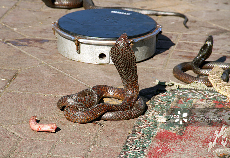 马拉喀什德玛爱尔法纳广场的眼镜蛇图片素材
