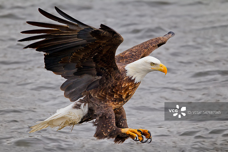 准备捕鱼的白头海雕图片素材