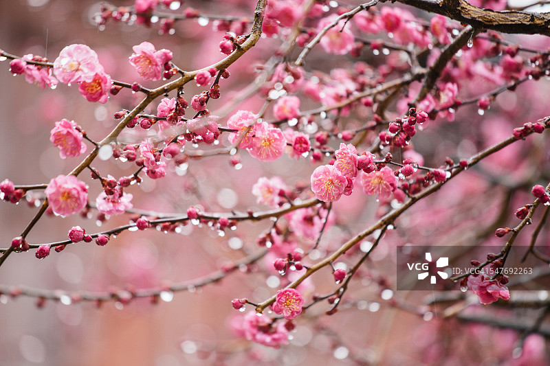雨中梅花图片素材