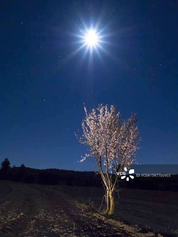 月光照耀下的花卉杏树图片素材