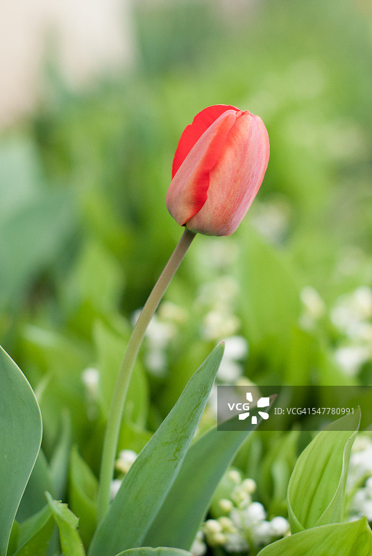 郁金香图片素材