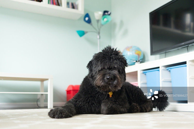 地毯上的蓬松狗图片素材