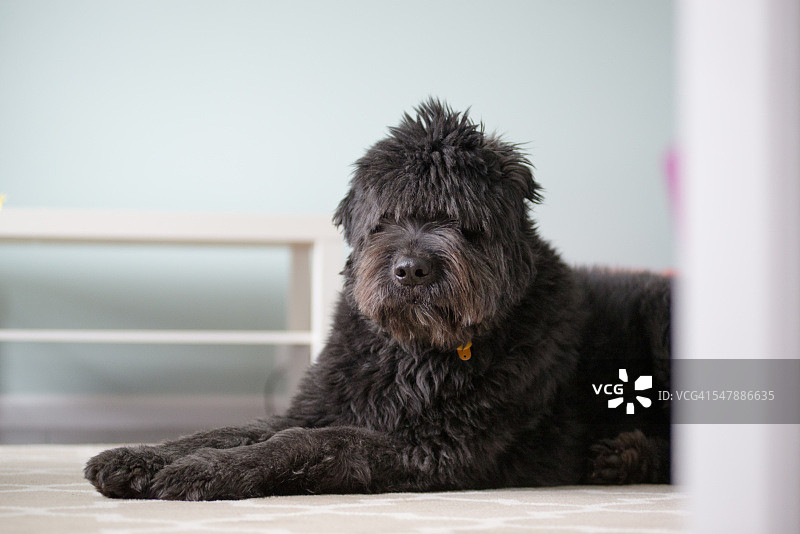 趴在毛毯上的大型黑狗图片素材