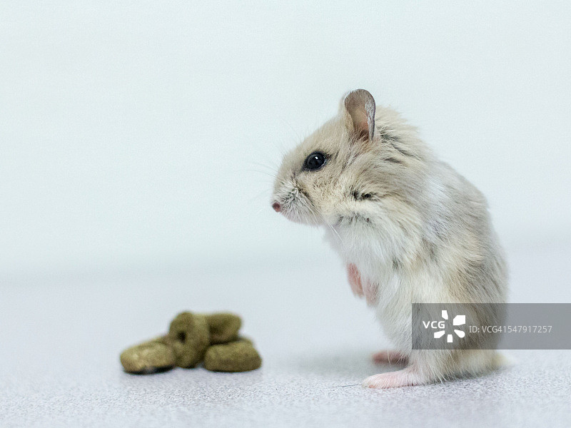 表情邪恶的矮仓鼠图片素材