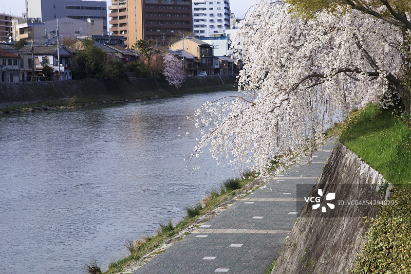 鸭川上的垂枝樱花树图片素材