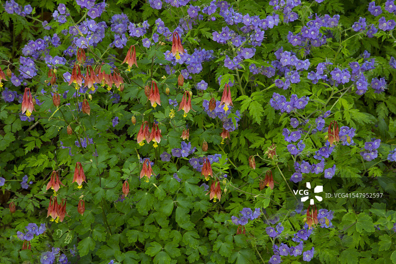 紫色法塞利亚耧斗菜的春天图片素材