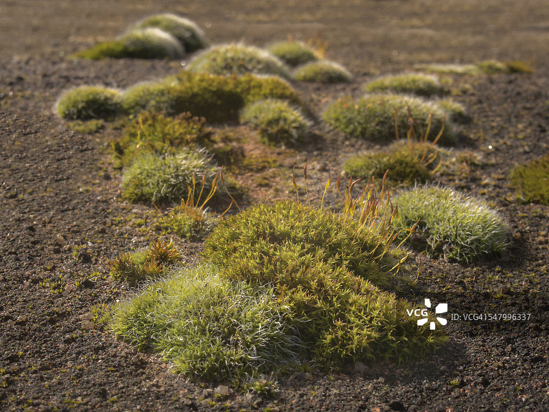 曼彻斯特岩石上的苔藓图片素材