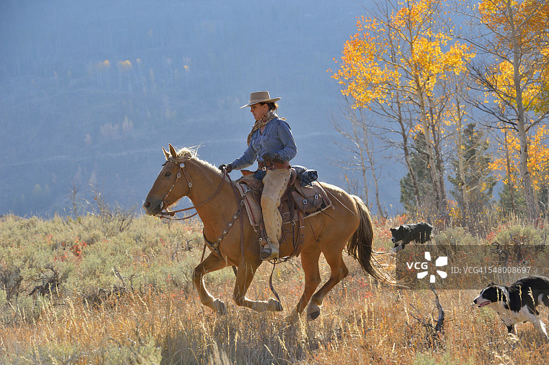 美国怀俄明州大角山，秋季骑马的牛仔女郎图片素材