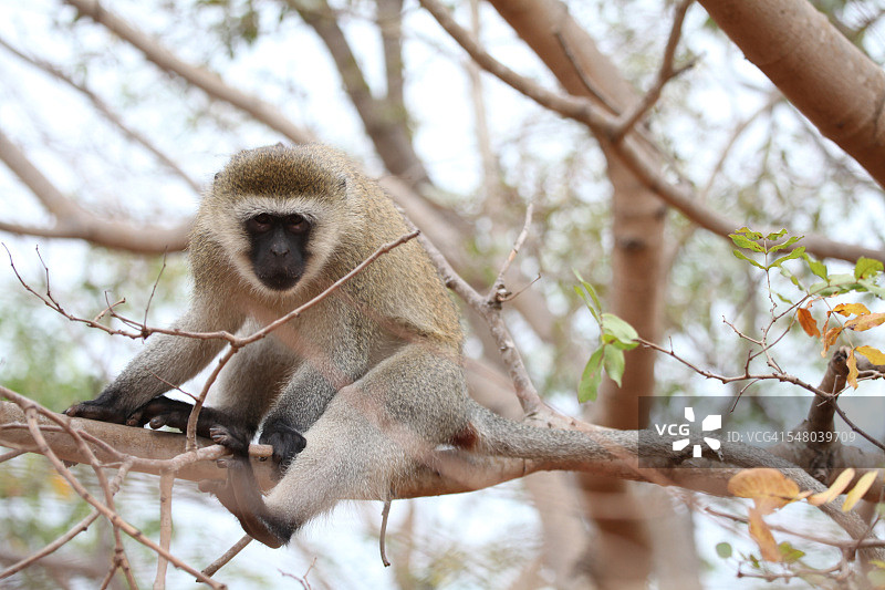 树上的好奇猴子图片素材