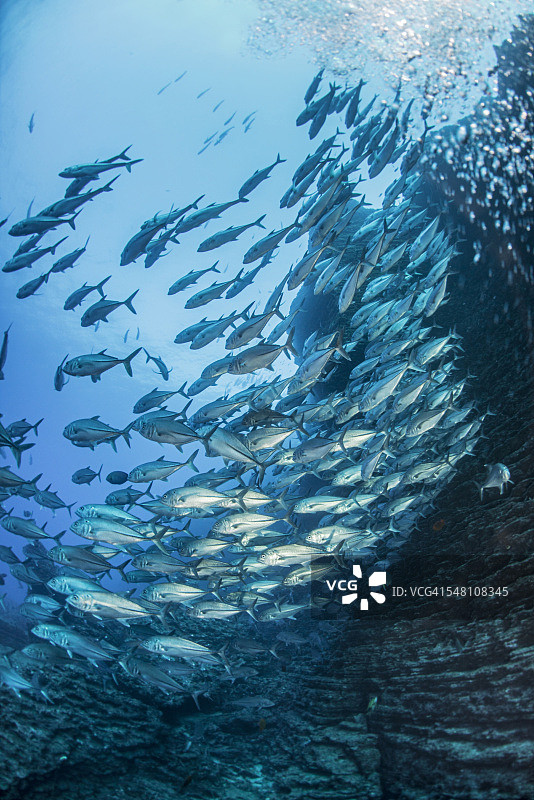 大眼鲹鱼群图片素材
