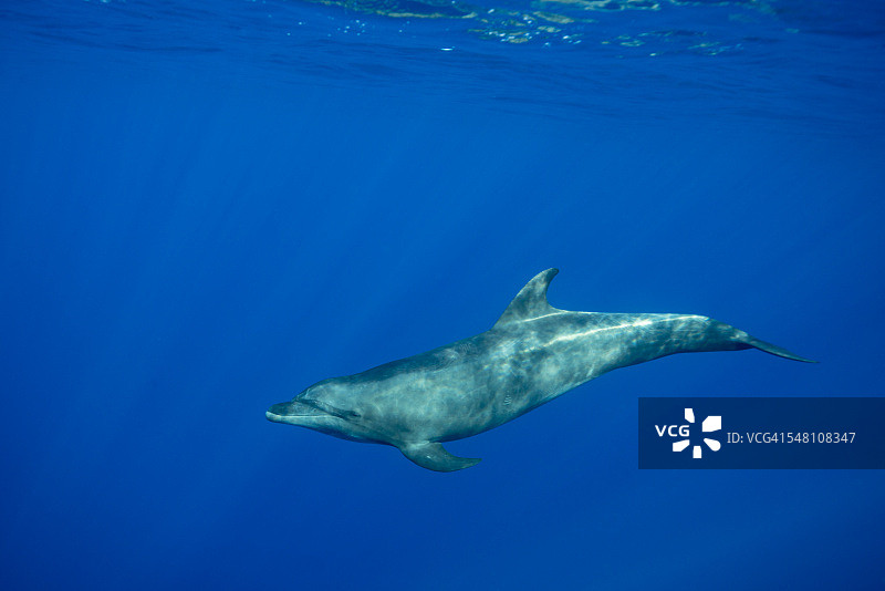 沐浴在阳光下的宽吻海豚图片素材