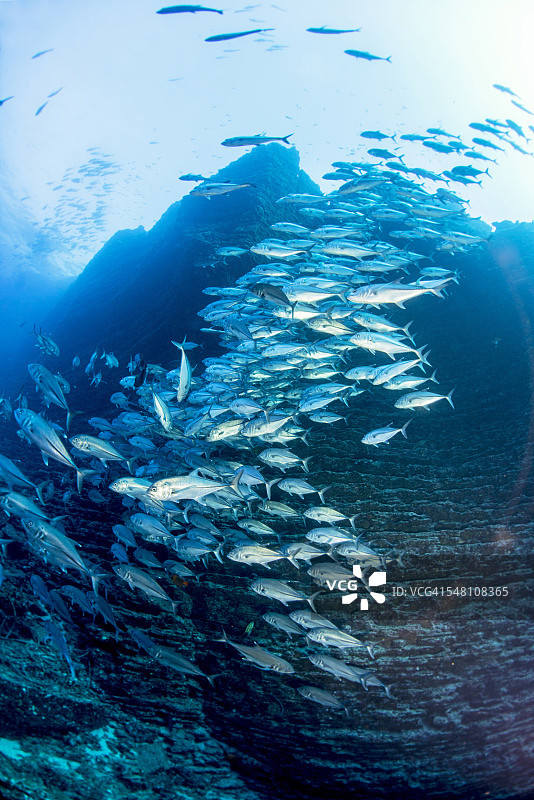 大眼鲹鱼群图片素材