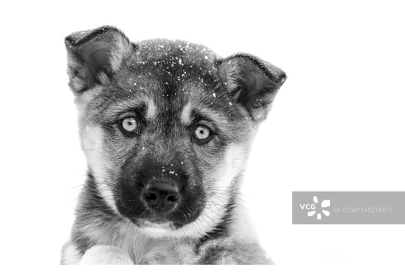 黑白狗狗的演播室拍摄图片素材