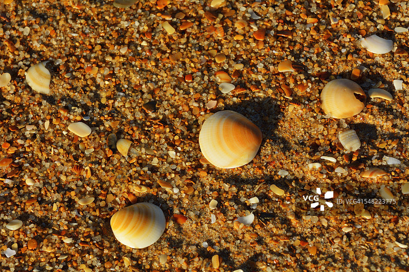 沙滩上的贝壳图片素材