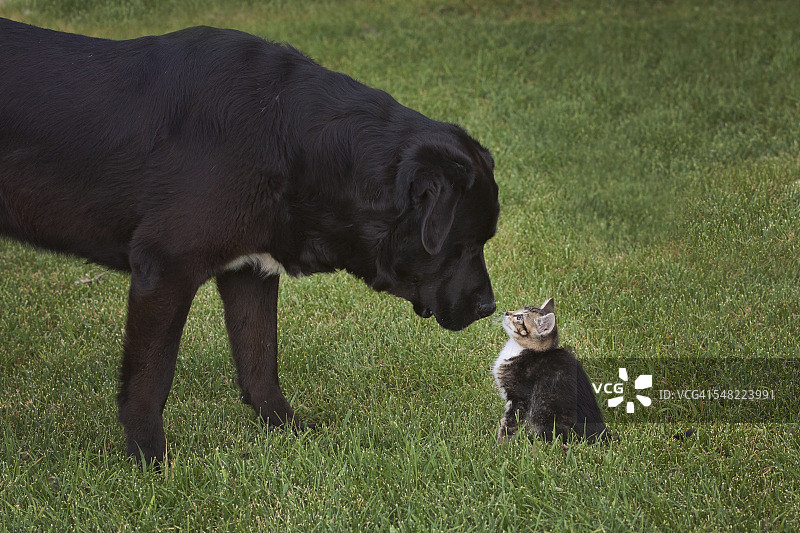 小狗和小猫头碰头图片素材
