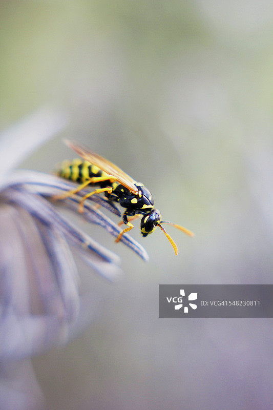 黄蜂在紫色草本植物上的侧视图图片素材