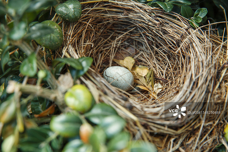 鸟巢中被遗弃的鸟蛋图片素材