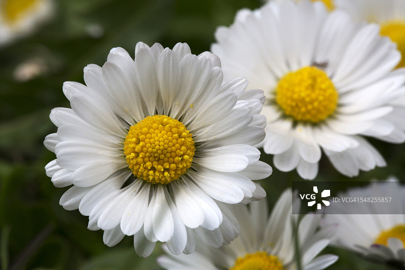 雏菊特写图片素材