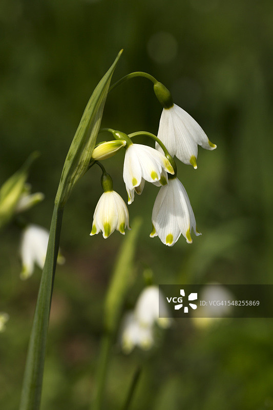 夏日雪花图片素材