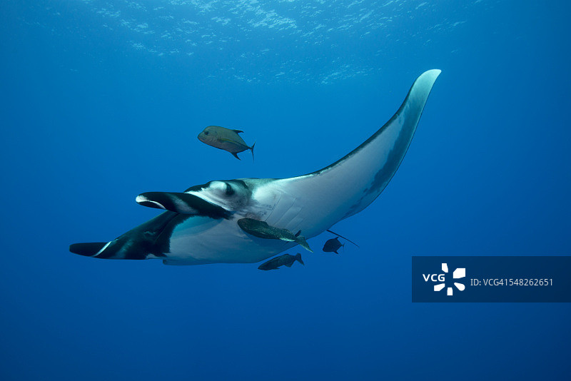 巨型蝠鲼与鲹鱼和吸盘鱼图片素材