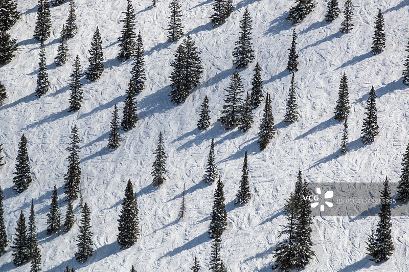 滑雪道上的松树图片素材