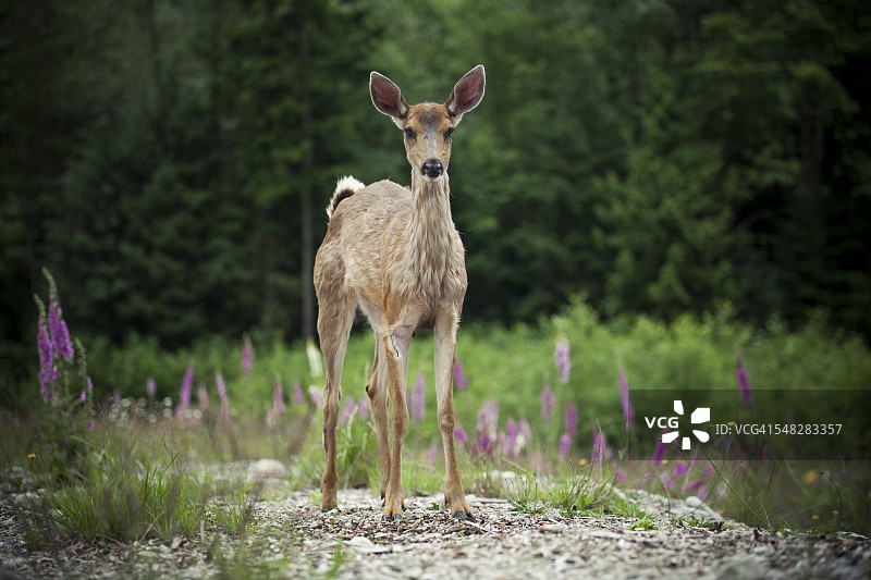 幼年黑尾鹿站在空地上图片素材