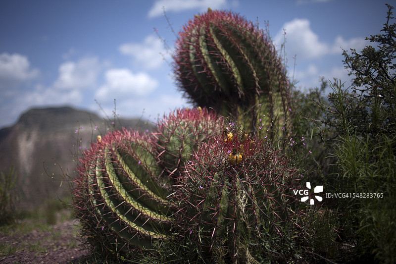 墨西哥皇家卡托塞维里库塔的威氏强刺球仙人掌图片素材