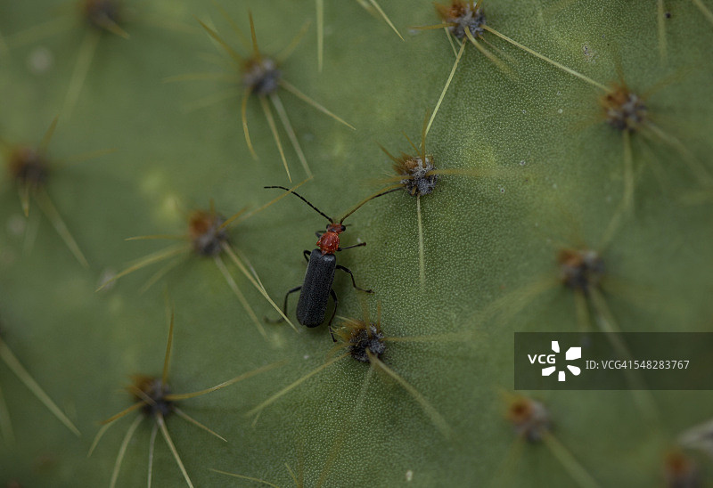 墨西哥圣路易斯波托西州心形仙人掌上的虫子图片素材