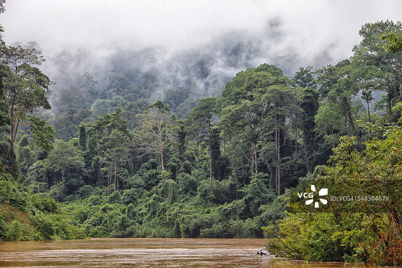 马来西亚彭亨州国家公园Sungai Tembeling丛林图片素材