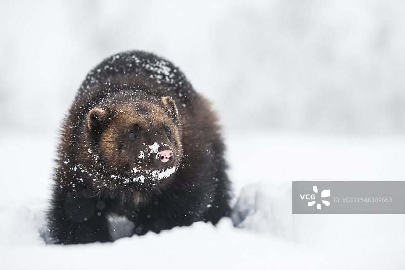 挪威巴尔杜：雪地狼獾图片素材