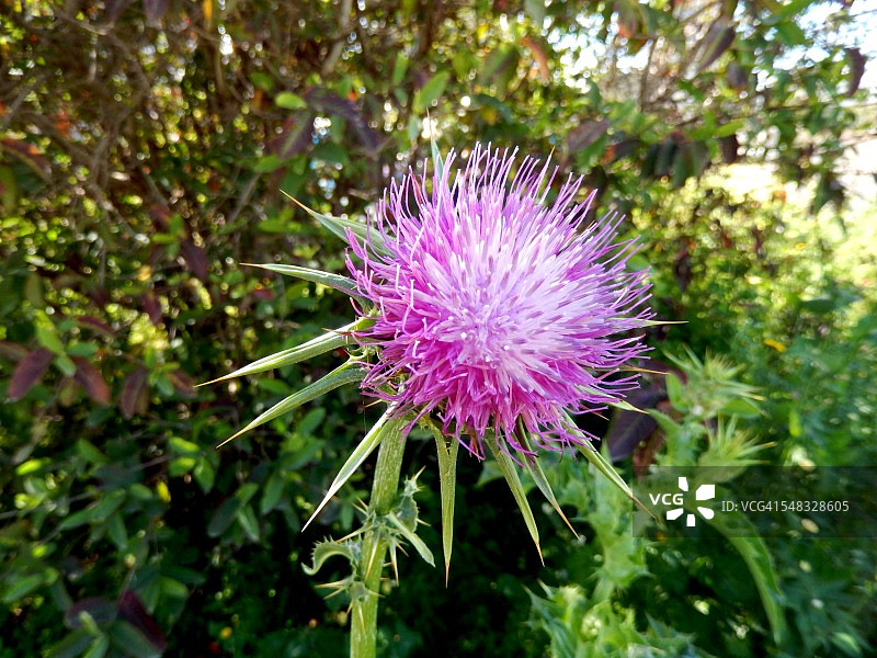 以色列春季的地中海奶蓟草图片素材