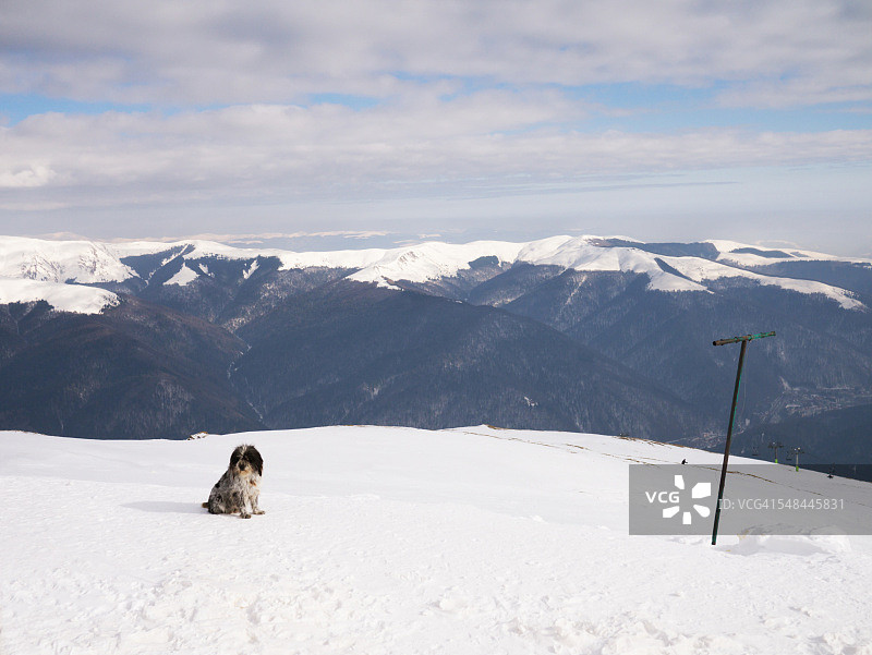 狗狗坐在山顶的雪地里图片素材