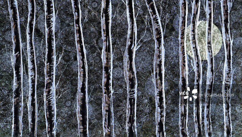 月光穿透银色桦树林图片素材