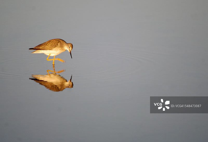 带有倒影的小鸟图片素材